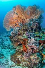 U2A3238-2