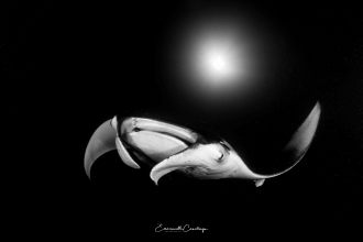 22122015-22122015-TRIO-EMMANUELLE-CAMALLONGA-01