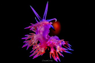 MG_1729-2